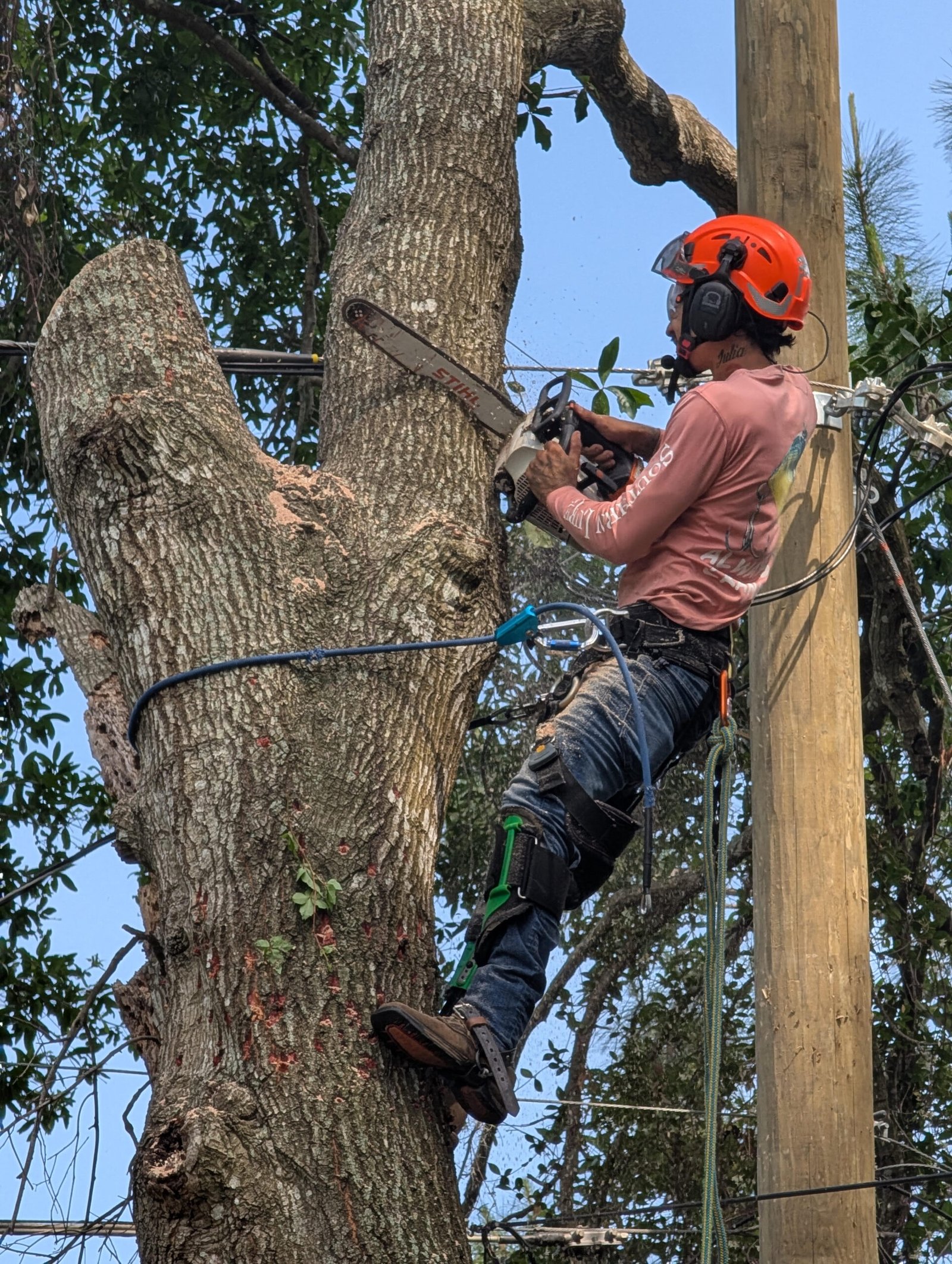 Professional arborist trimming and cutting branches in a tree in Ocala, FL